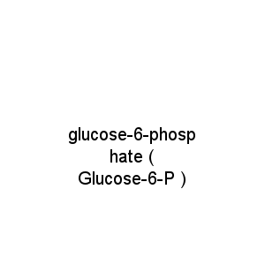 glucose-6-phosphate ( Glucose-6-P )